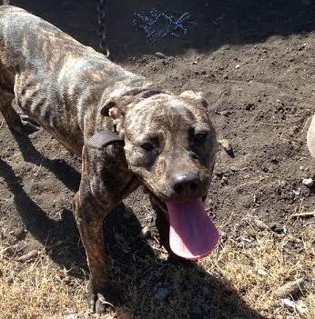 You can search pedigree of stone city kennels' ch rommell buck 4w on: Midnite Cowboy X Geno Queen of Hearts